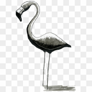 Logo Para Aitor Flamingos 4 - Greater Flamingo Clipart
