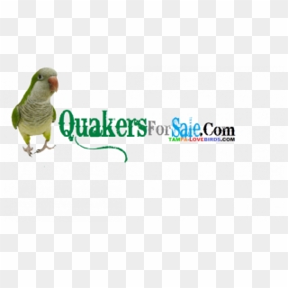 Quaker Parrot Clipart