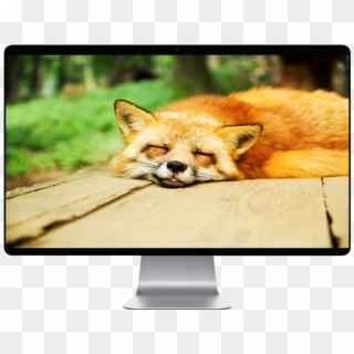 Fox Sleep Clipart