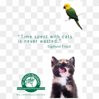 Sigmund Freud - Kitten Eating Pet Food Clipart