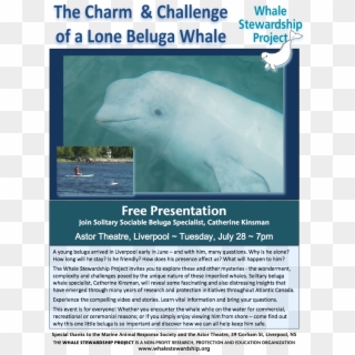 Free - Beluga Whale Clipart