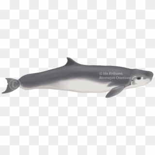 Kogia Sima Beluga - Small Sperm Whale Clipart