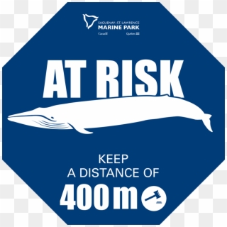 Whale At Risk Stop - Whales Clipart