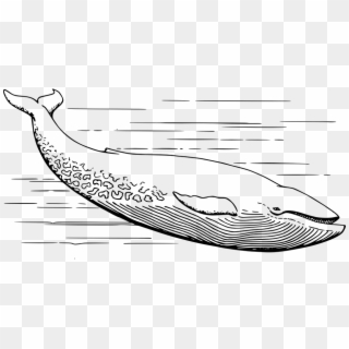 Fish, White, Marine Life, Water - Blue Whale Clipart Black And White - Png Download