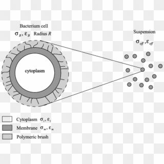 Sketch Of The Geometry Of The Bacteria Used To Build - Cytoplasm Sketch Clipart