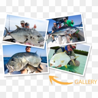 Charters - Pacific Sturgeon Clipart