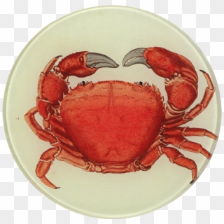 Dungeness Crab Clipart