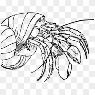 Hermit Crab Clipart Red Crab - Hermit Crab Clipart Black And White Png Transparent Png