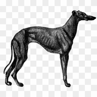 Digital Dog Greyhound Breed Clip Art Download - Greyhound Dog Illustration - Png Download