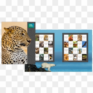 Bbc Earth Stamp Pack - African Leopard Clipart