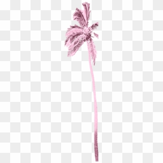 Palm Tree - Strap Clipart