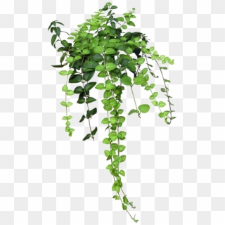 Enredadera - Plants Png Clipart