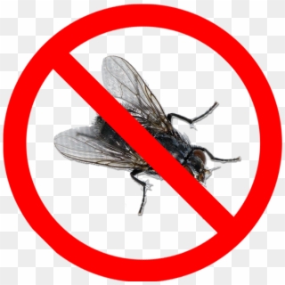 Please Do Not Send Flies As There Is Currently A Bug - Small Objects Choking Hazard Clipart