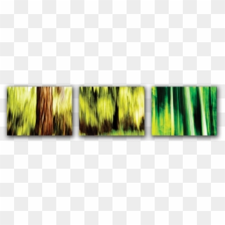 Collection Of Three Abstract Photos Of Forest In Eastern - Visual Arts Clipart