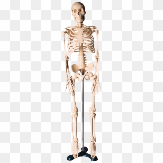 Skeleton Png - Скелет Человека Для Фотошопа Clipart
