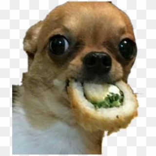 #sushi #dog #meme #food #picsart #funnypets #funnymemes - Chihuahua With Sushi Clipart