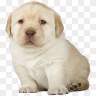 Dog Mammal Vertebrate Dog Breed Canidae Puppy Labrador - 4 Week Golden Retriever Clipart