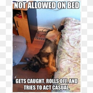 Author Cleanmemesposted On March 24, 2019 February - German Shepherd Shame Meme Clipart
