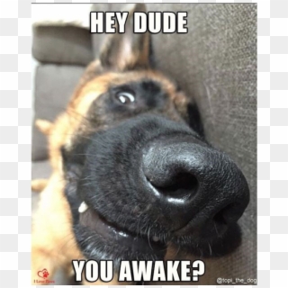 Author Cleanmemesposted On March 25, 2019 February - German Shepherd Funny Meme Clipart