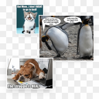 Insider Meme Contest Aaa Northeast - Flexible Penguin Clipart