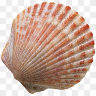 Фотки Scallop Shells, Seashells, Sea Shells Image, - Caracol De Mar Png Clipart