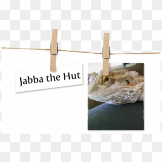 Lizard Clipart