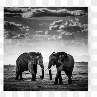 Photo The Road Is Closed, Kenya - Laurent Baheux Wild Africa Clipart