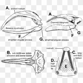Feeding Mechanisms Of Balaenidae And Associated Features. - Rostrum Skull Clipart