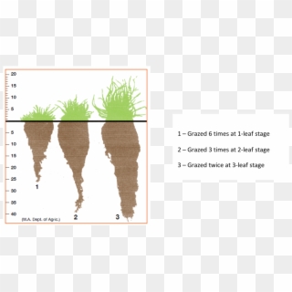 Increasing Carbon Flows Into Plants Produces A More - Animal Clipart