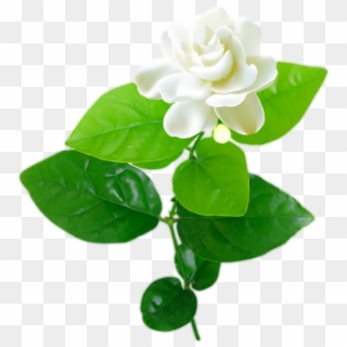 Jasmine Flower With Leaves Png - Jasmine Flower With Leaf Clipart