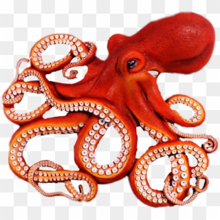 Octopus Png Clipart