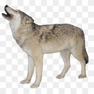 Clip Stock Wolf Png Images All - Wolf Transparent Background