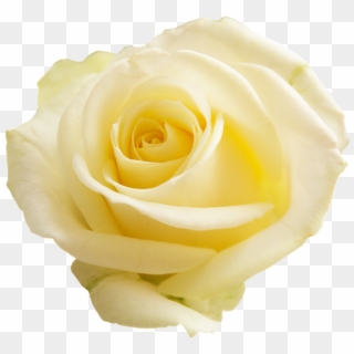 Rose, Apg, Transparent Background, Flowers, Flower - Pale Yellow Flower Transparent Background Clipart