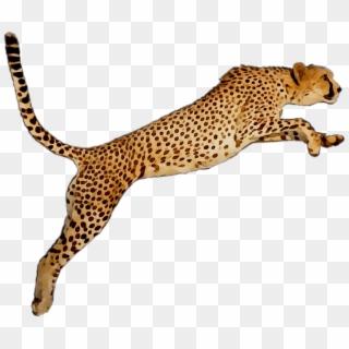 Portable Wallpaper Leopard Desktop Graphics Cheetah - Cheetah Clipart
