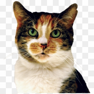 Cat - Domestic Short-haired Cat Clipart