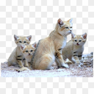 Cats - Cat Family Clipart