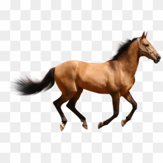 Download Png Image Report - Horse Png Clipart