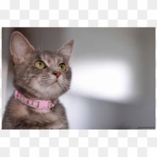 Photo Of Khaleesi - Domestic Short-haired Cat Clipart