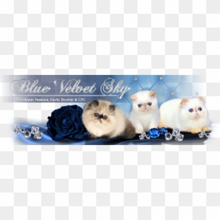 Blue Velvet Sky Cattery - Kitten Clipart