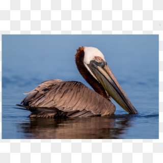 The Shop - Brown Pelican Clipart