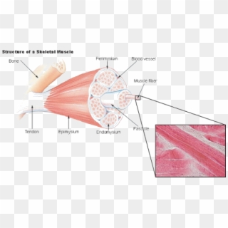 Labeling Of Skeletal Muscle Clipart