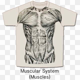 Muscular System T Shirt Clipart