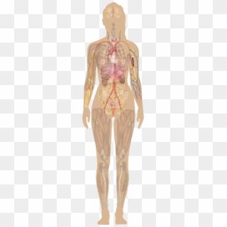 Female Chest Anatomy Diagram Female Human Anatomy - Human Anatomy Organs No Labels Clipart