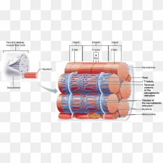 Skeletal Muscle Neuromuscular Junction, Skeletal Muscle, - Tubules Of Sarcoplasmic Reticulum Clipart