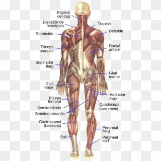 Bougle, Human Muscular System, Posterior-ca - Muscular System Clipart