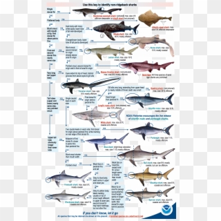 You Need A Recreational Permit To Fish For Or Land - 13 Types Of Sharks Clipart