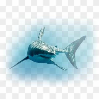 Column Two Image - Shark Culling Clipart