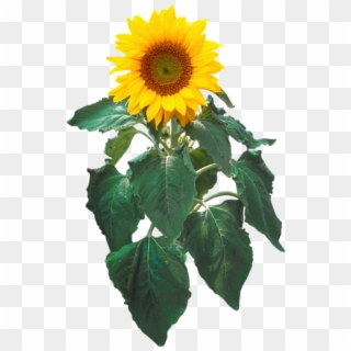 Sunflower In Pot - Sunflower Clipart