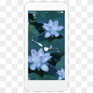 Lilys Light - Smartphone Clipart