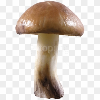 Free Png Download Mushroom Png Images Background Png - Transparent Background Mushroom Png Clipart